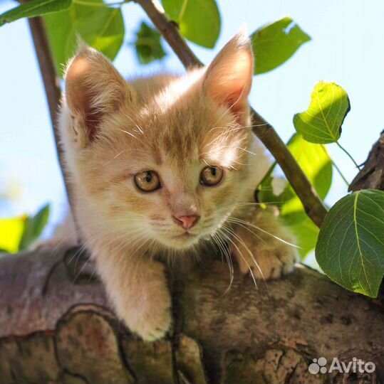 Персиковый котёнок (мальчик)