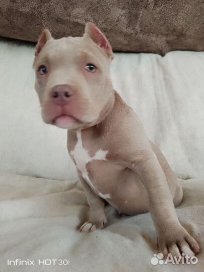 Щенки щенок американский булли