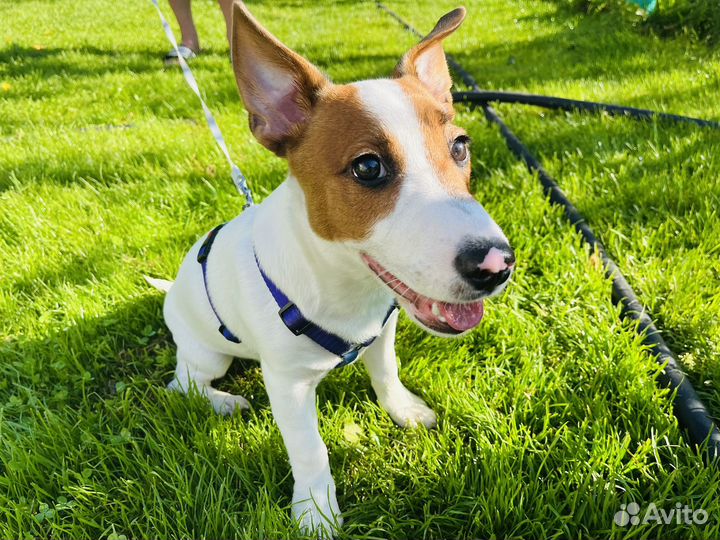 Щенок джек рассел терьер