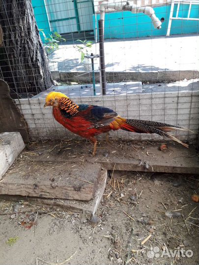 Мини птица декоративная