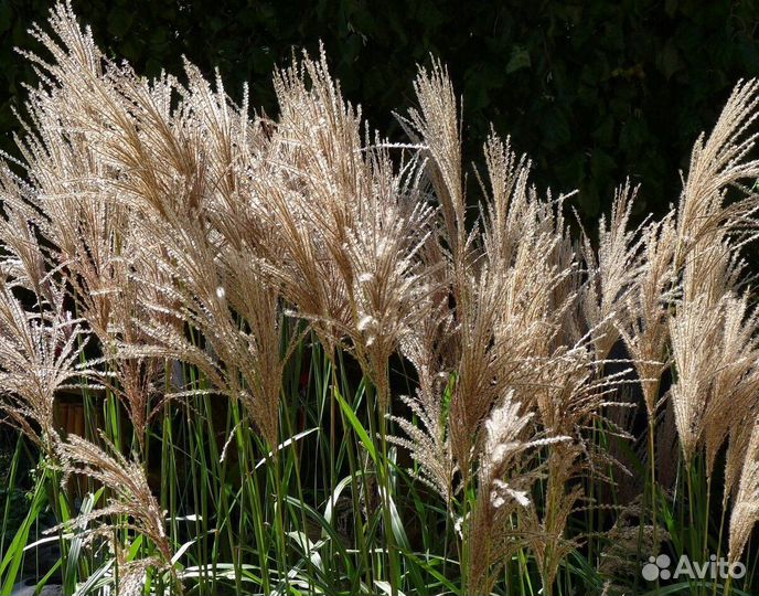 Мискантус разные сорта (предзаказ)