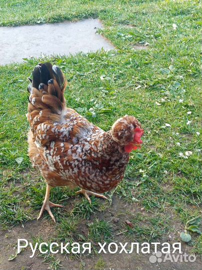 Инкубационное яйцо Джерсийский гигант, цыплята