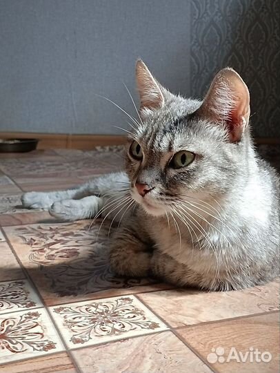 Кошка в добрые ручки