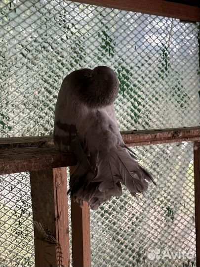 Голуби продажа павлины