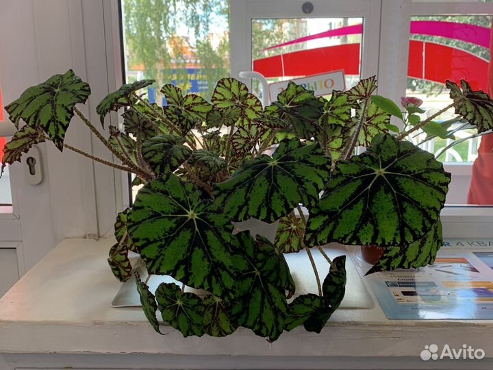 Бегония тигровая, сансевиерия