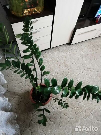 Замиокулькас