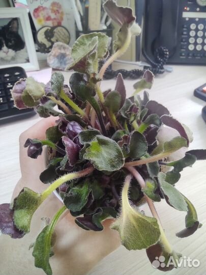 Фиалка ск-Лунатик