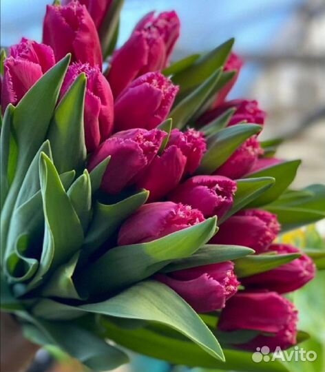 Тюльпаны к 8 марта розница, опт от