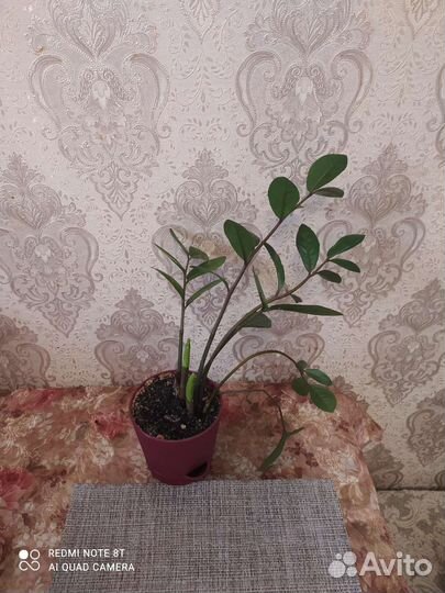 Замиокулькас