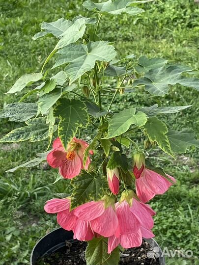 Абутилоны цветущие