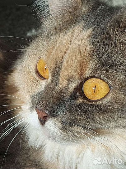 Кошка для вязки