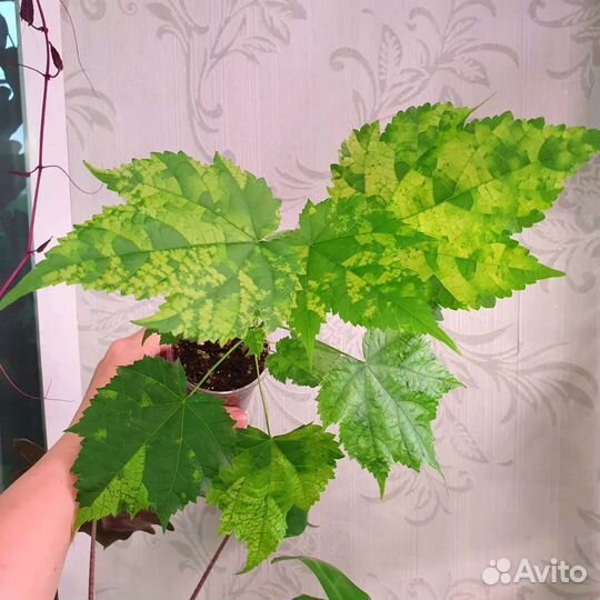 Комнатные растения, цветы