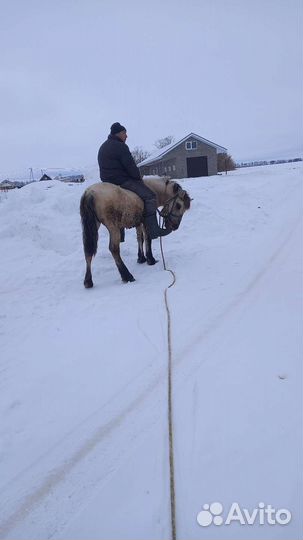 Продам Лошадь