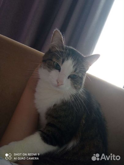 Кот быстро надо отдать