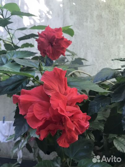 Гибискус красный махровый