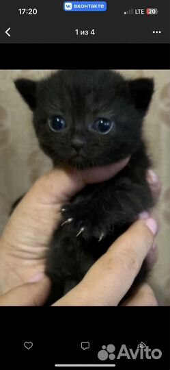 Кошка