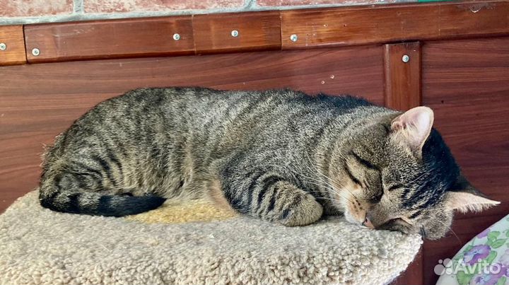 Кот Василий ищет семью