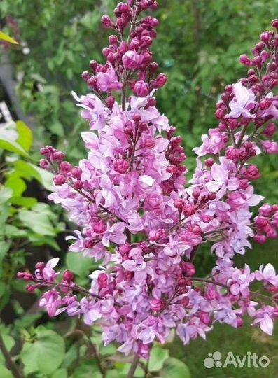 Сирень сортовая