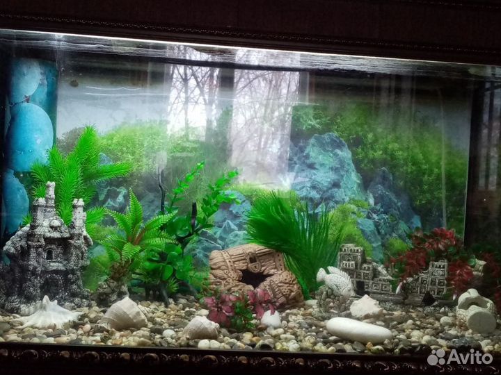 Аквариум