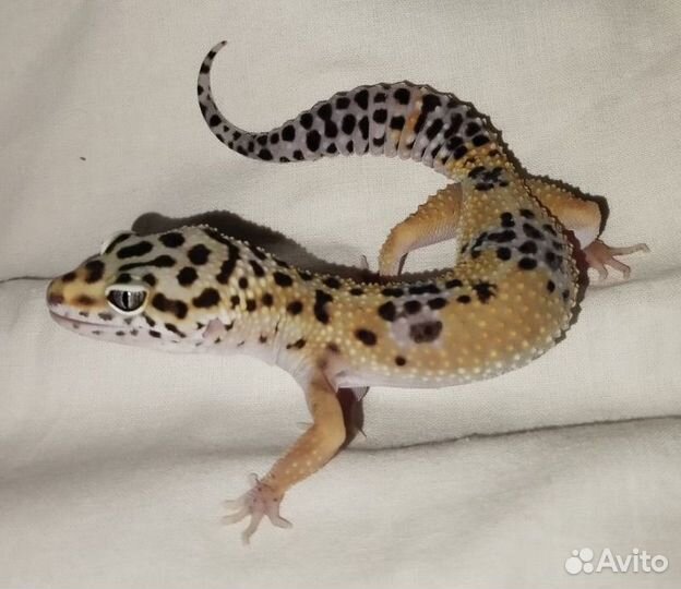 Ящерица эублефар