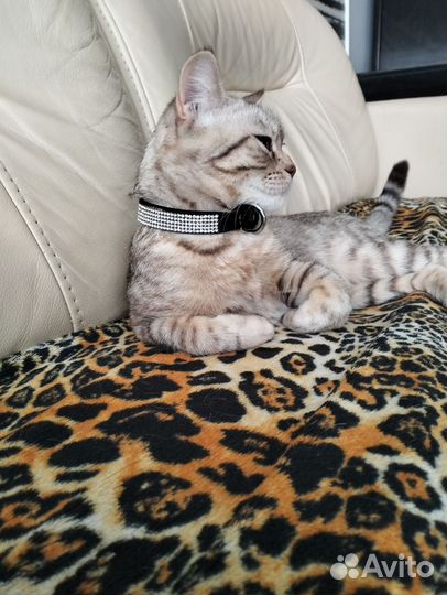 Кошечка на вязку