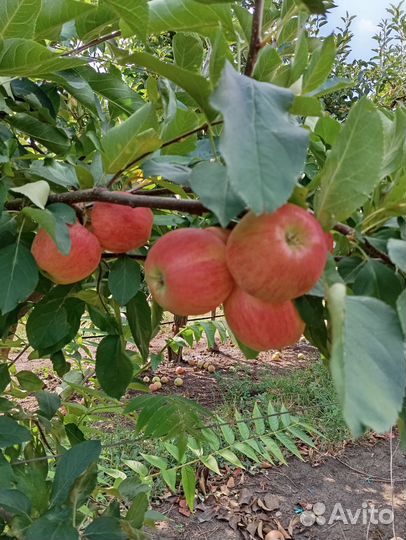 Яблоки *гала-шнига*