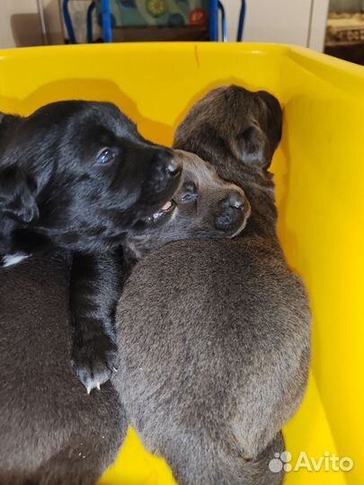 Щенки лабрадора голубые и чёрные