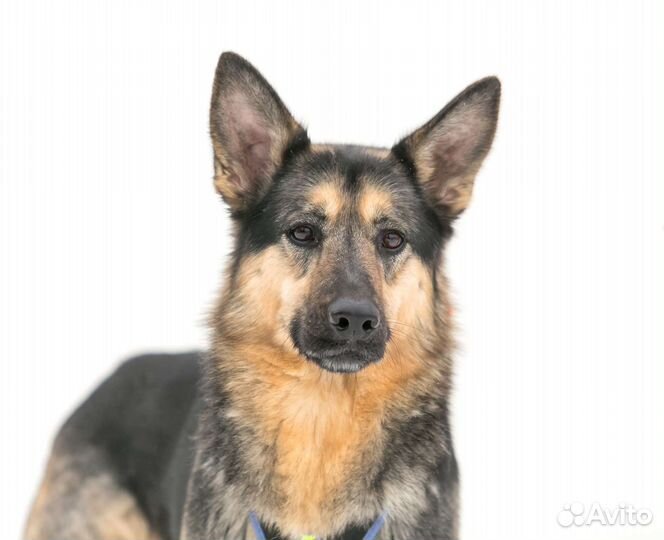 Собака в семью