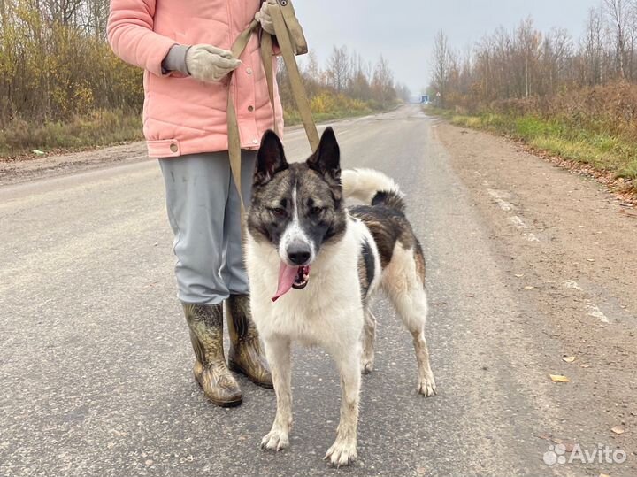 Счастливчик жил в квартире, но пёс был предан