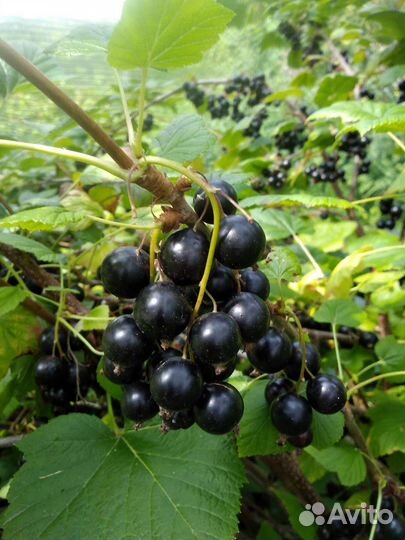 Малина смородина крыжовник клубника яблоки варенье