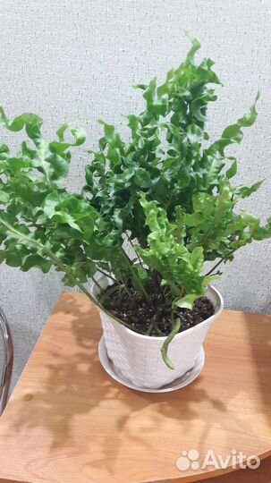 Комнатные растения