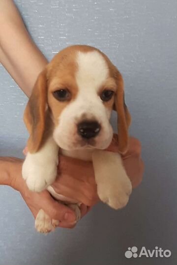 Бигль щенки