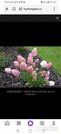 Гортензия саженцы фрайз Сандей, Мельба, Ванила