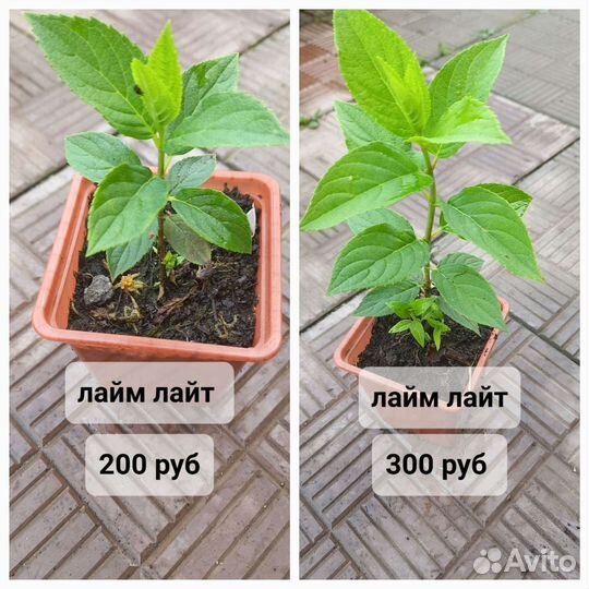 Метельчатые гортензии