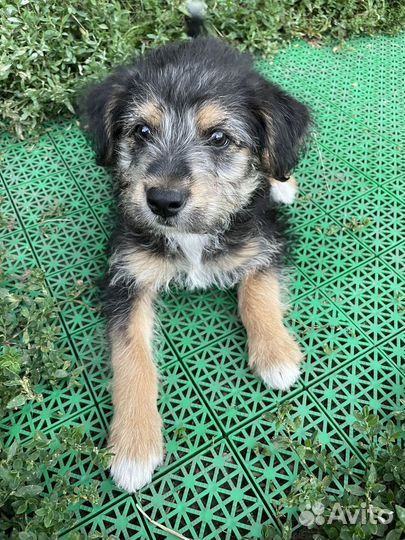 Отдам бесплатно щенка