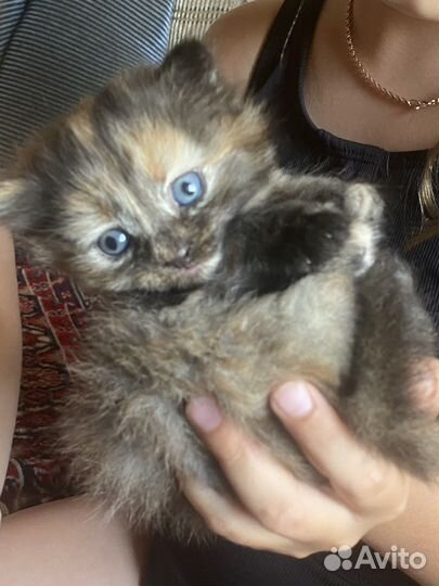 Кошка
