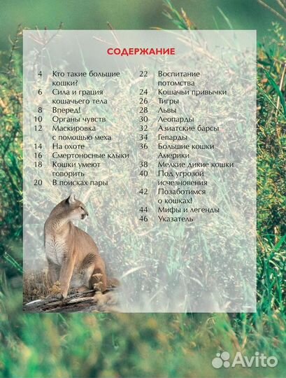 Бoльшие кошки. Детская энциклопедия. Джонатан Шейх