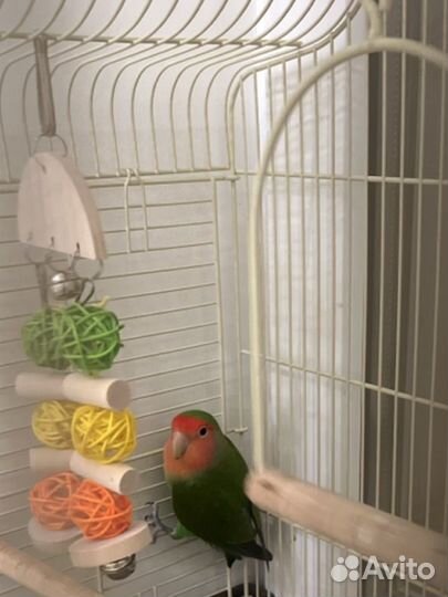 Попугай неразлучники с клеткой