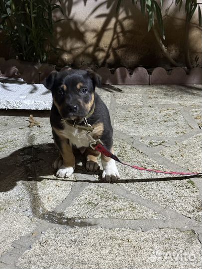 Щенок питбуля