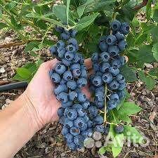 Голубика саженцы