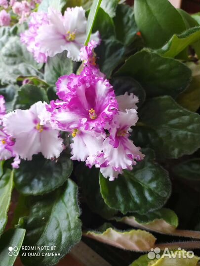 Сортовые фиалки