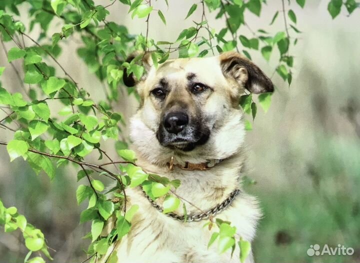 Красавица Дороти мечтает о доме