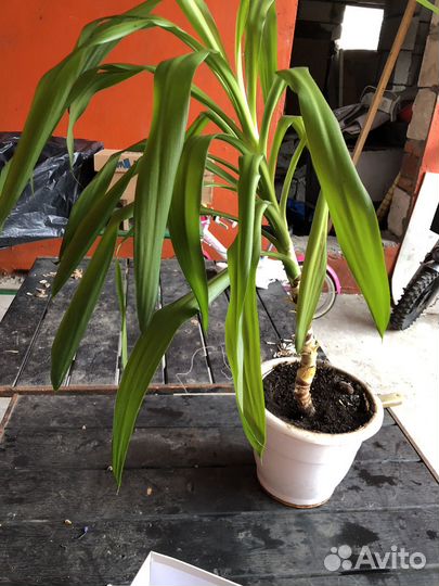 Комнатные цветы