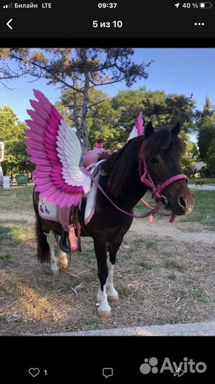 Пони и Лошадь на заказ