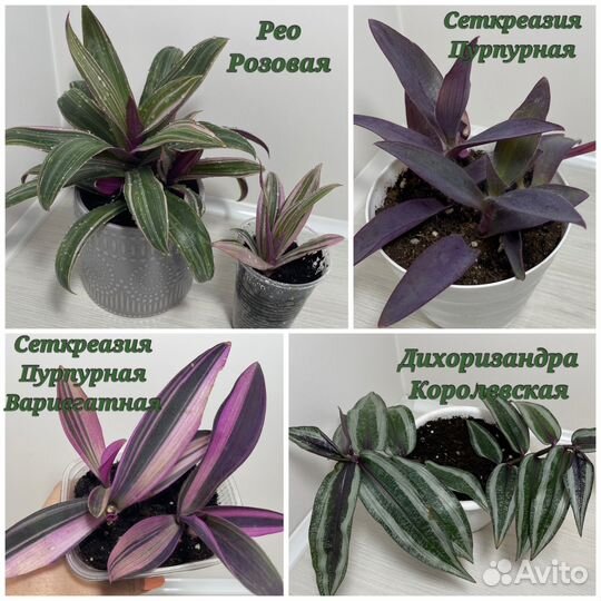 Традесканции разных сортов