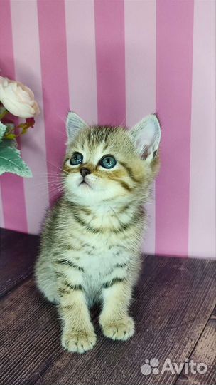 Шотландские котята