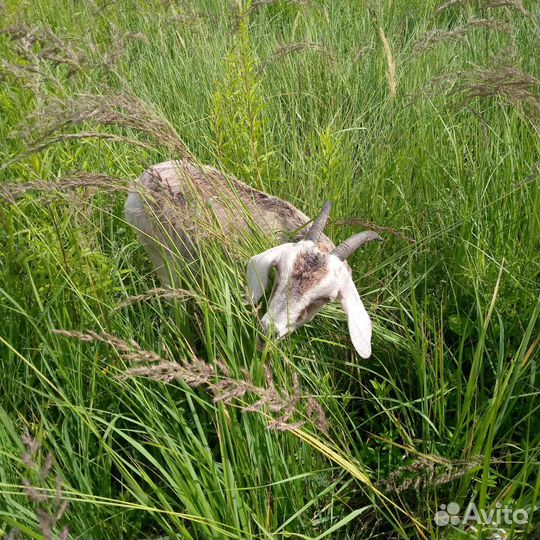 Продаются молодые козочки под покрытие