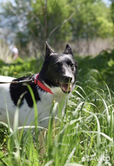 Собака Чука из приюта в добрые руки бесплатно