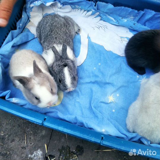 Декоративные кролики