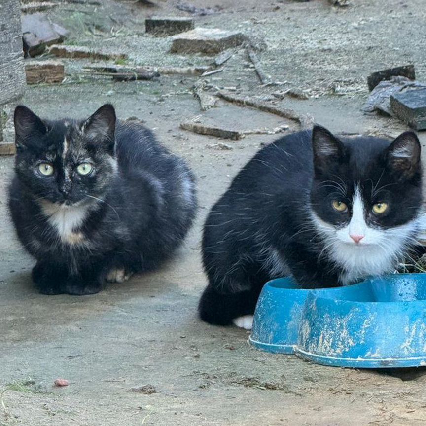 Отдам в хорошие руки котят бесплатно